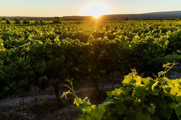 Quels sont les domaines viticoles et les propriétés rurales disponibles par l'intermédiaire de Barnes Provence ?